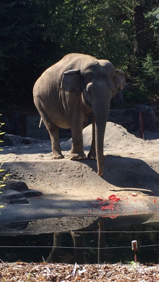 Elephant