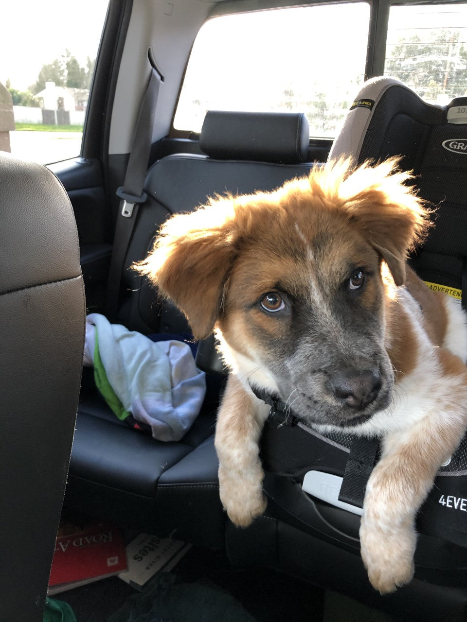 dog looking for more treats