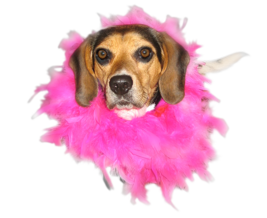 Beagle FX Gift Card